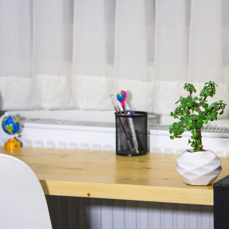 گیاه طبیعی کراسولا خرفه ای مدل بونسای گیاه طبیعی کراسولا خرفه ای مدل بونسای