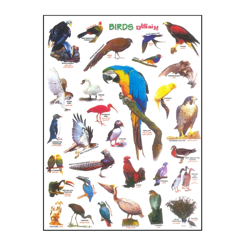 برچسب مدل پرندگان کد Birds-125