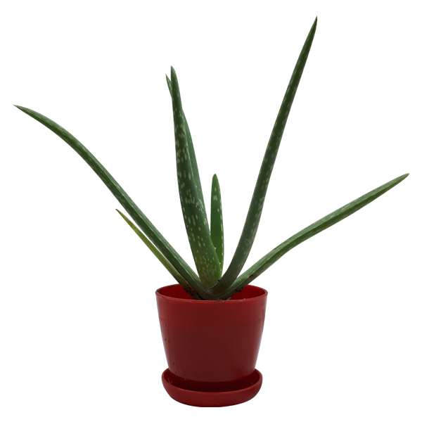 گیاه طبیعی آلوئه ورا کد M02 گیاه طبیعی آلوئه ورا کد M02