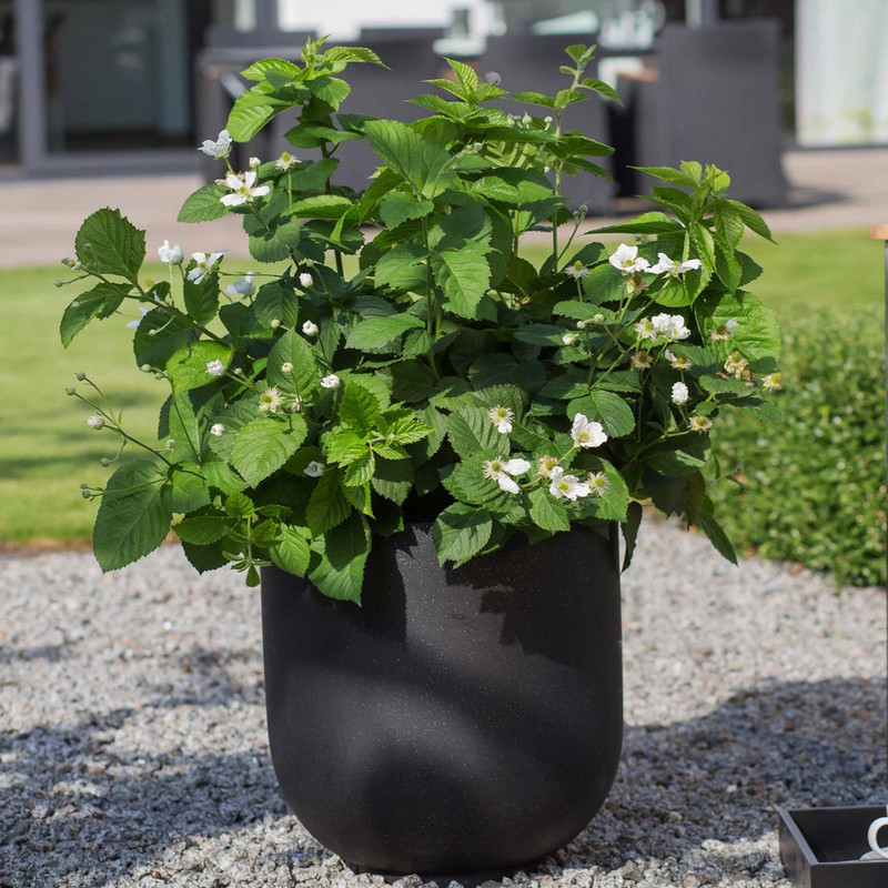 بذر میوه بلک بری سانیا سید مدل S10