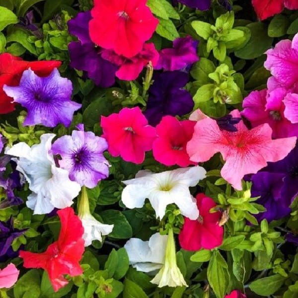 بذر گل اطلسی گل درشت الوان جی پی سید مدل GP164