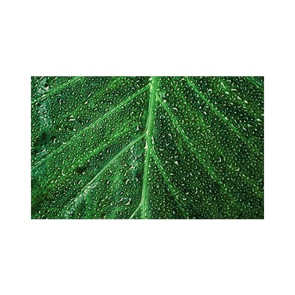  پادری مدل گل و طبیعت کد M35M001-MF0148 سایز 76x46 سانتی متر