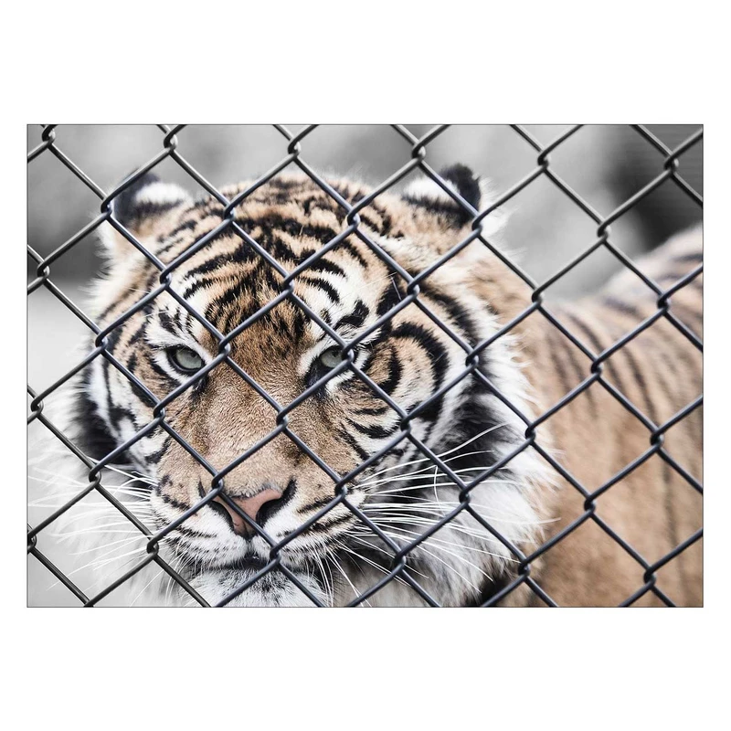 تابلو شاسی ونسونی طرح Tiger In Cage سایز 50x70 سانتی متر