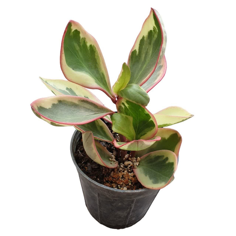 گیاه طبیعی قاشقی کد 200