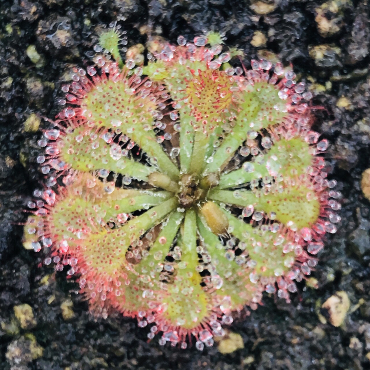 گیاه طبیعی گوشتخوار دروزرا مدل Dro04 مجموعه 4 عددی