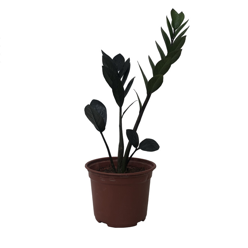 گیاه طبيعي زاموفيليا مدل سوپر بلك كد MS-04