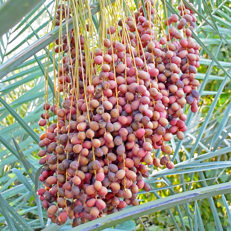 خرمای خاصویی نخلین - 400 گرم