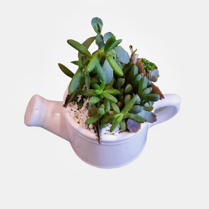 گیاه طبیعی خانواده ساکولنت طرح آبپاش