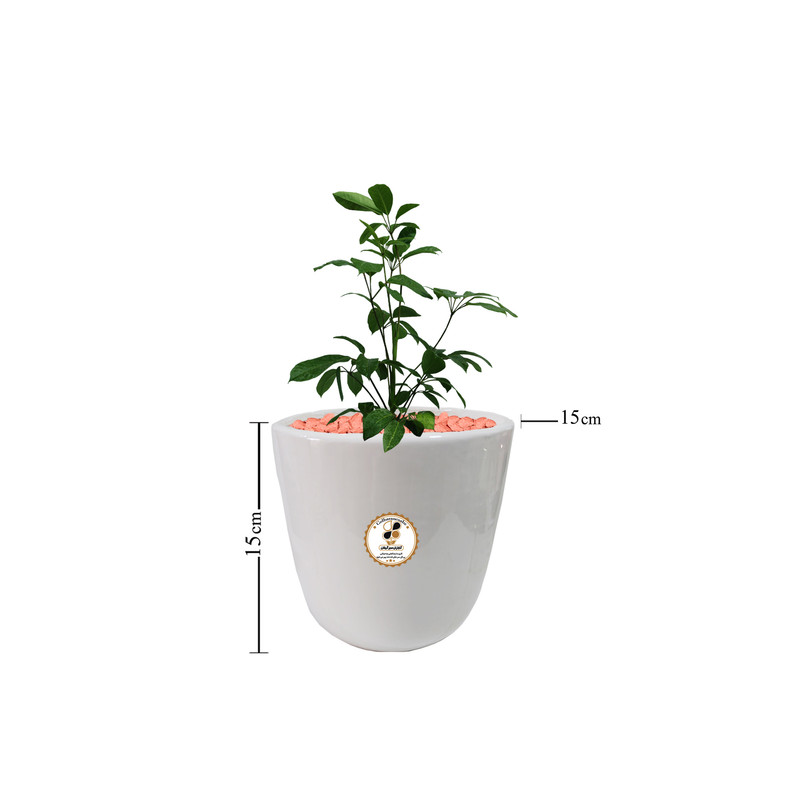 گیاه طبیعی شفلرا آمیت شرکت گلباران سبز گیلان مدل GN13-4AS