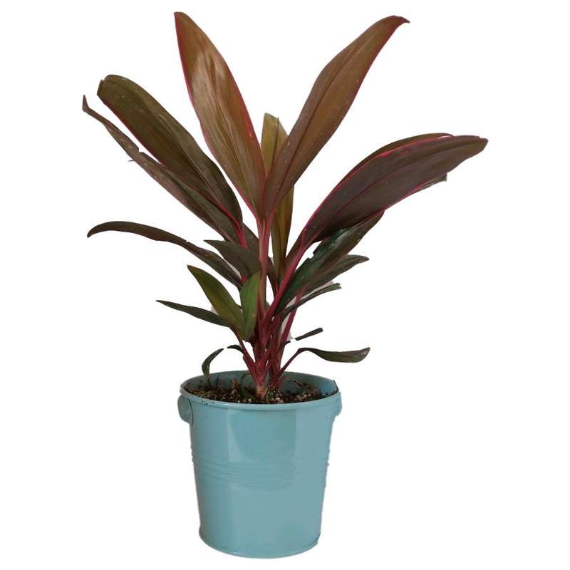 گیاه طبیعی کردلین کد uf03 گیاه طبیعی کردلین کد uf03