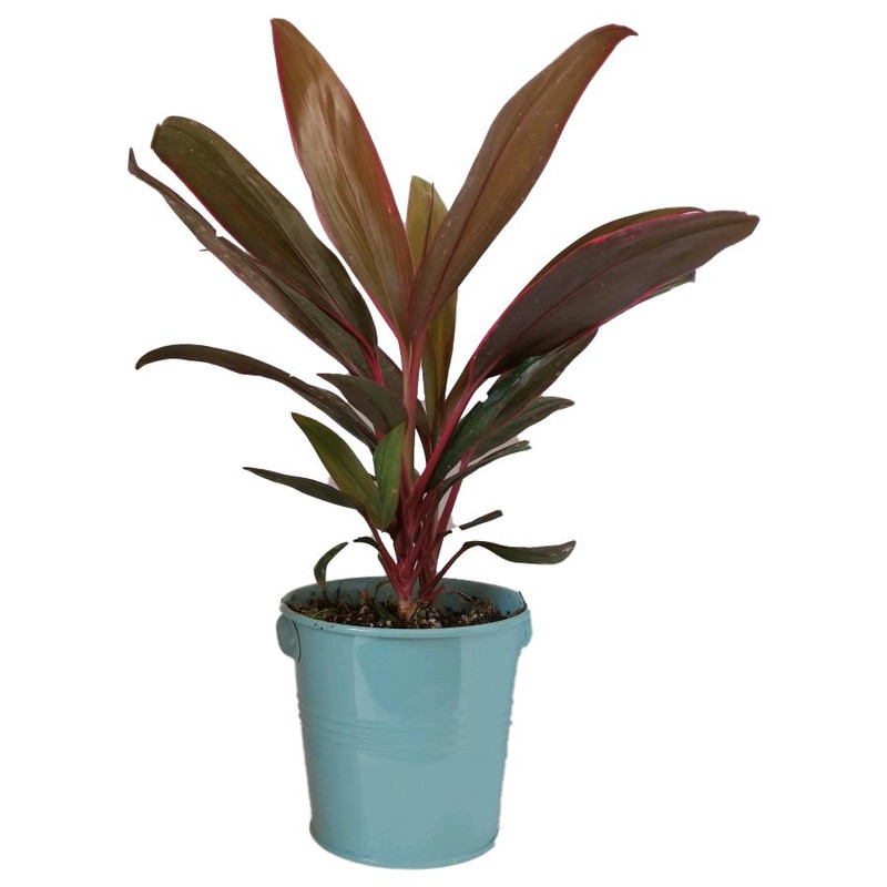 گیاه طبیعی کردلین کد uf03 گیاه طبیعی کردلین کد uf03