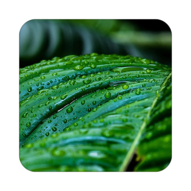 زیر لیوانی کاکتی طرح گل مدل mp16834