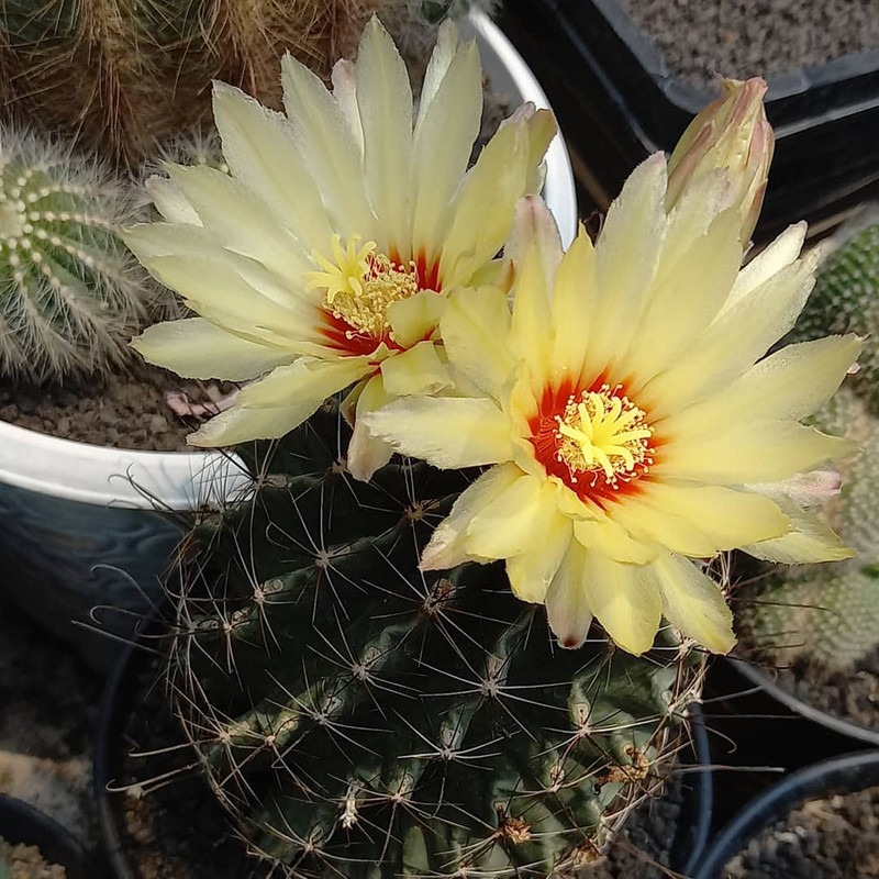 بذر کاکتوس هاماتو وانیا سید مدل V30