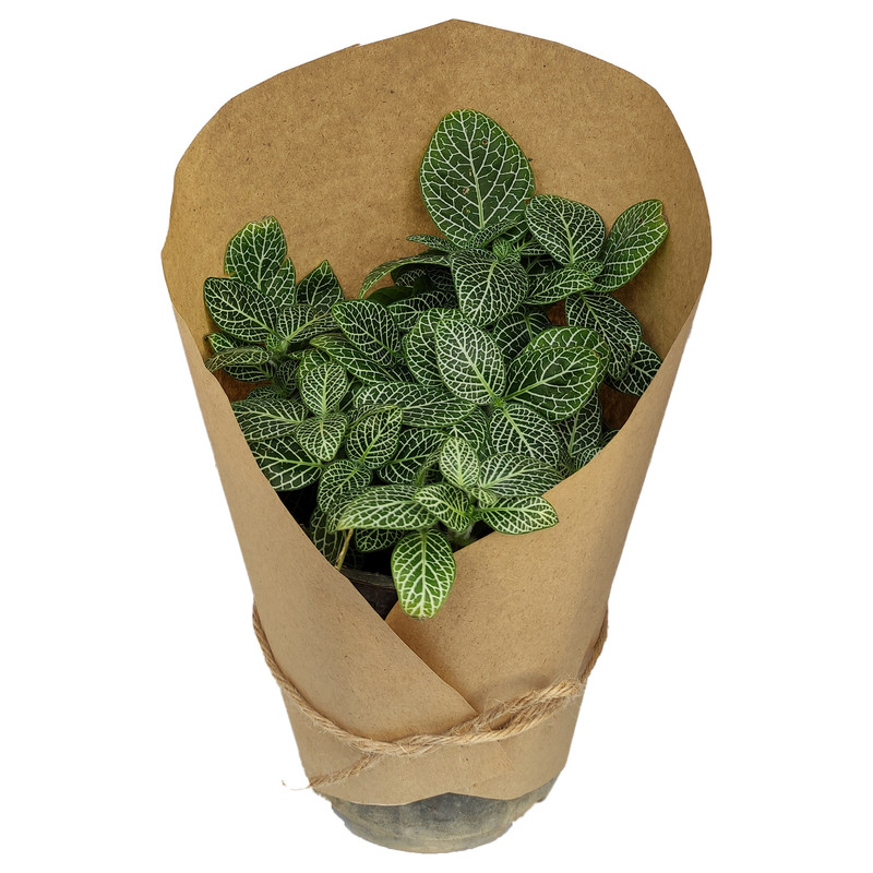 گیاه طبیعی فتونیا کد yt1