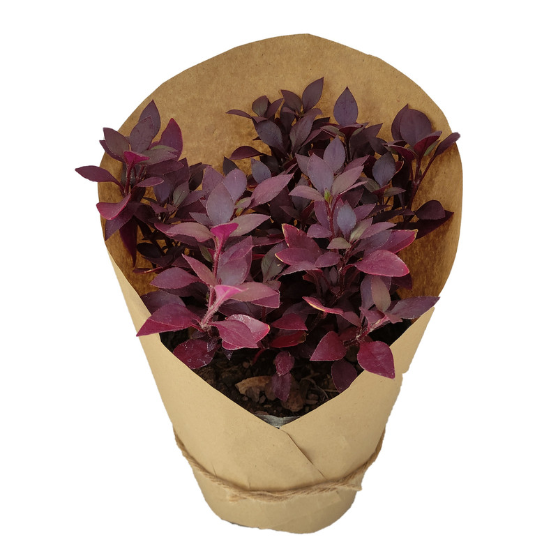 گیاه طبیعی آشلانتوس کد yt25