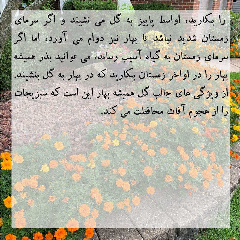 بذر گل همیشه بهار الوان گرین سیدز کد 260