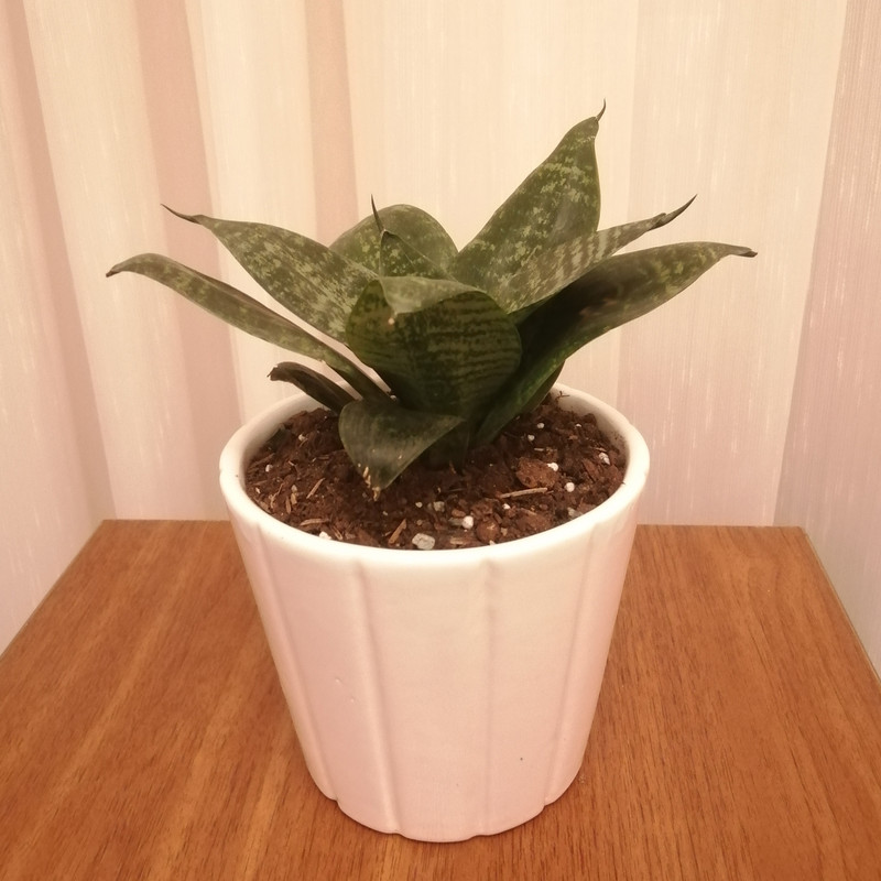 گیاه طبیعی سانسوریا پاکوتاه کد pg_04