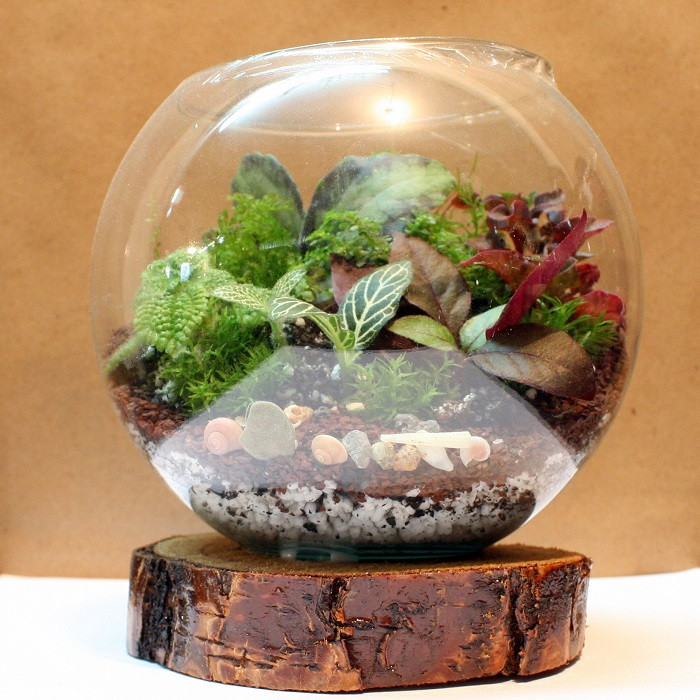 گیاه طبیعی تراريوم وابي كوزا مدل توپي