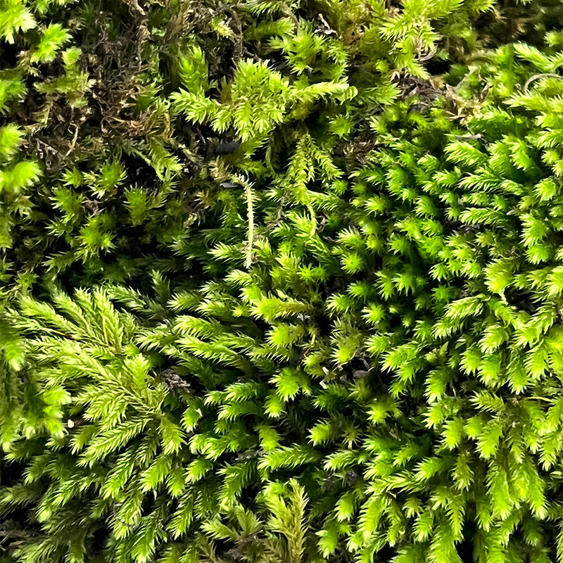 خزه مدل اسفنجی وزن 200 گرم