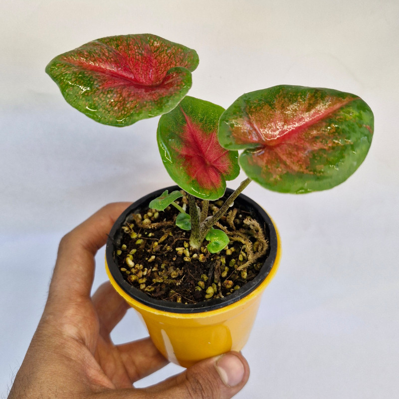 گیاه طبیعی کالادیوم کد 05