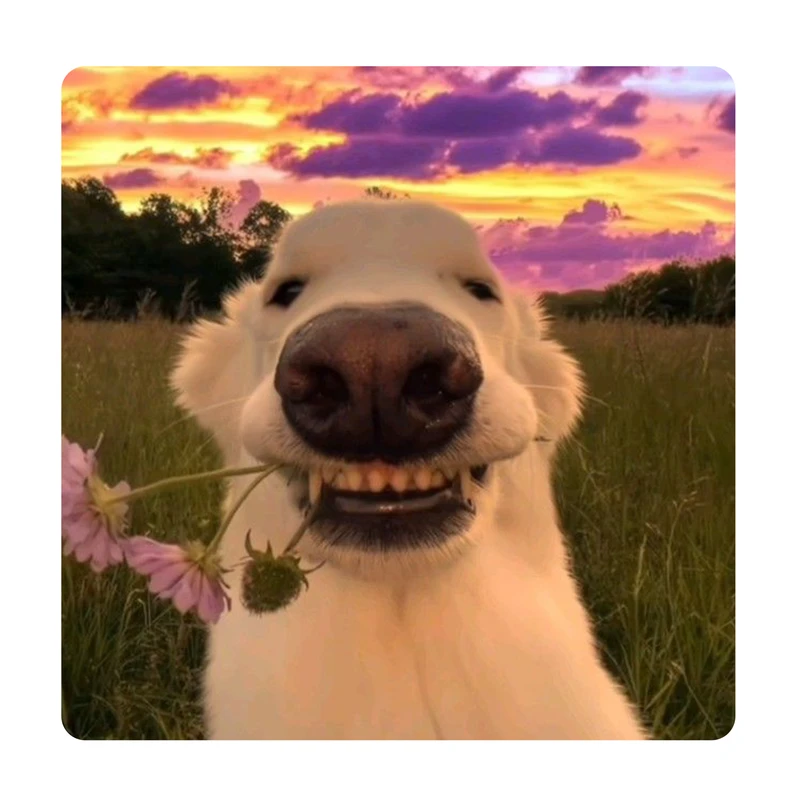 مگنت طرح سگ شاد کد 2000284