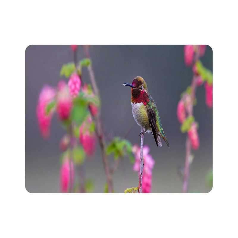 ماوس پد طرح پرنده مرغ مگس خوار مدل T8080