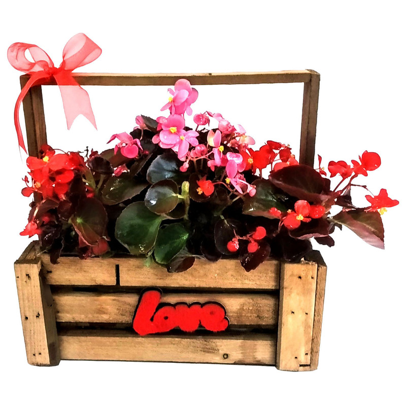 گیاه طبیعی بگونیا مدل B-3 گیاه طبیعی بگونیا مدل B-3