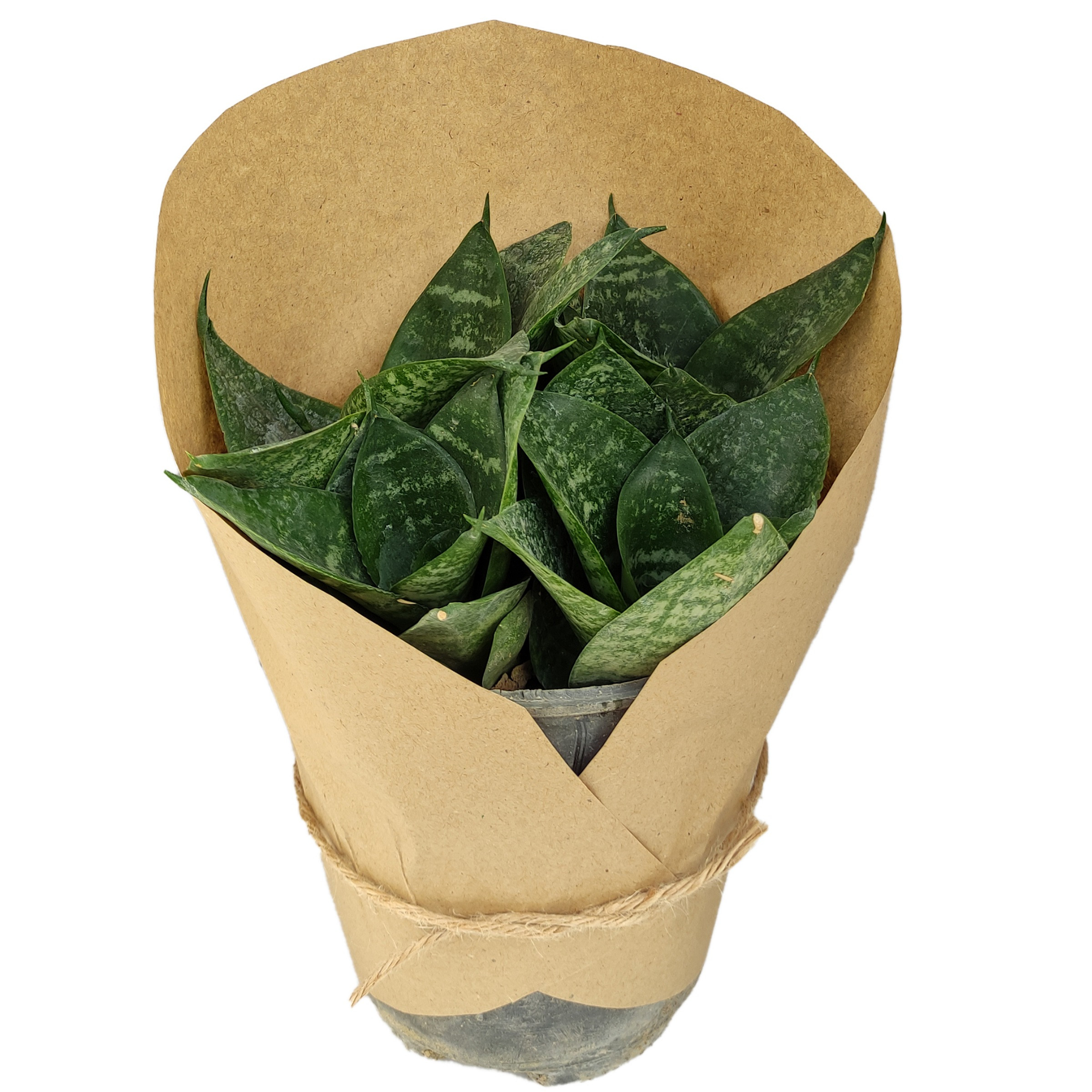 گیاه طبیعی سانسوریا پاکوتاه کد yt20