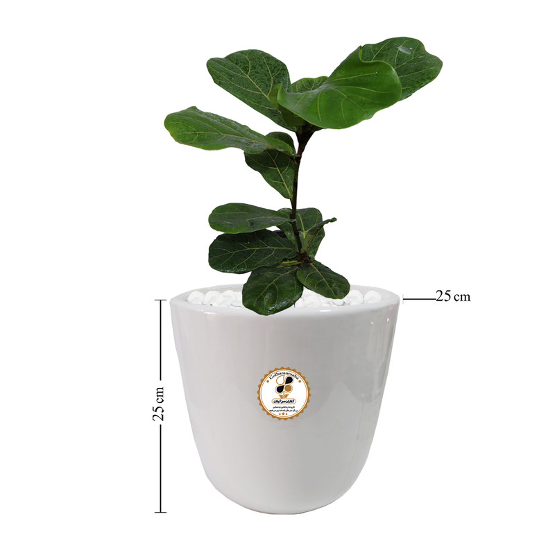 گیاه طبیعی فیکوس آفریقایی شرکت گلباران سبز گیلان مدل GN13-2L