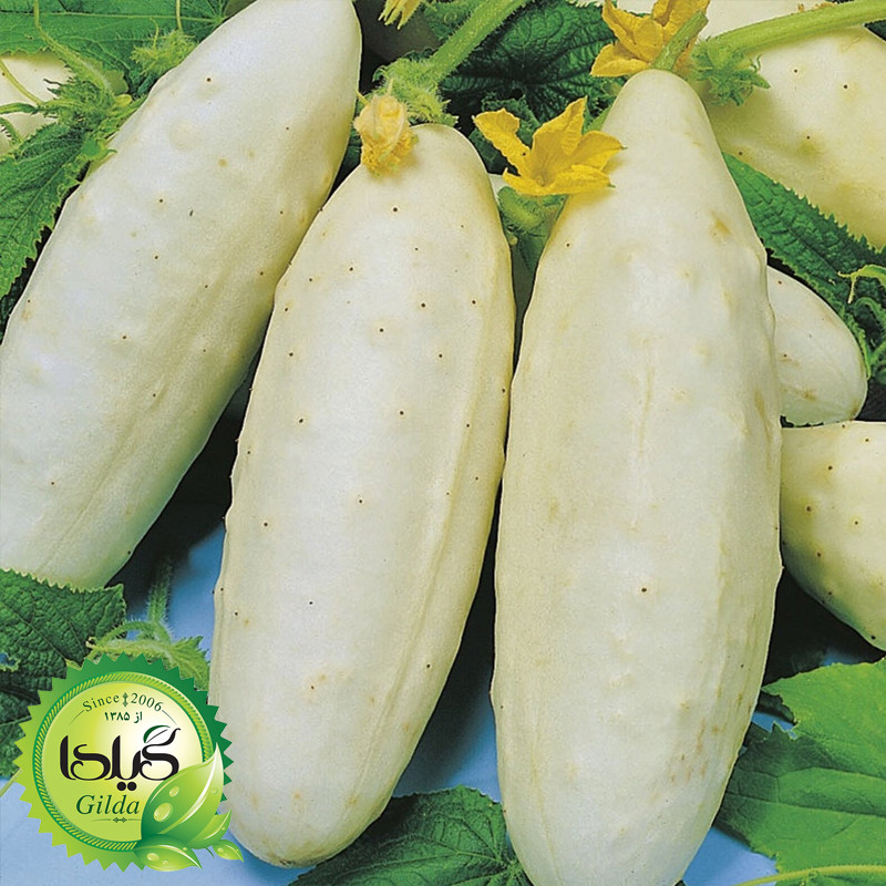 بذر خیار چنبر مینیاتوری گیلدا کد 628