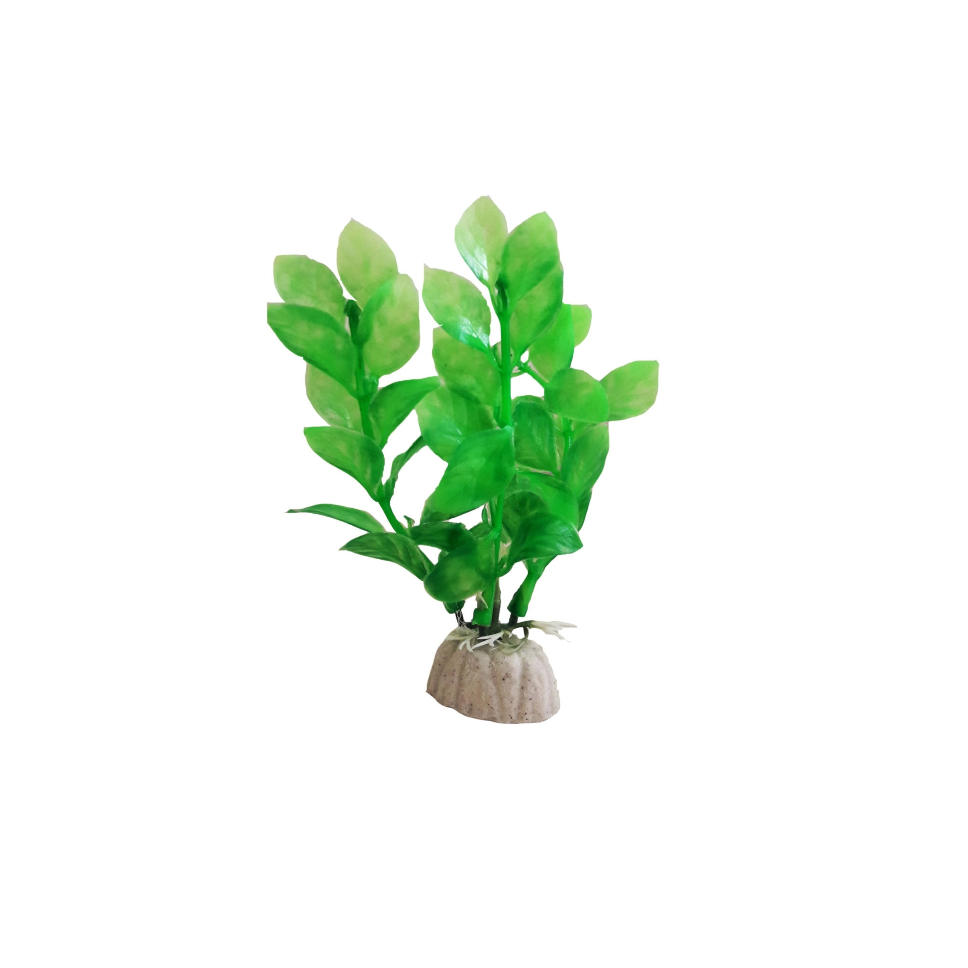 گیاه تزیینی آکواریوم مدل لودویجیا پرونس