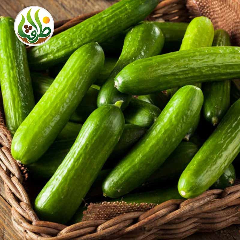 بذر خیار بیت آلفا ظرافت مدل BZ18822 بذر خیار بیت آلفا ظرافت مدل BZ18822