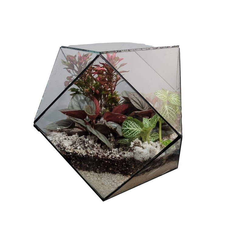 گیاه طبیعی تراریومی مدل 010 گیاه طبیعی تراریومی مدل 010