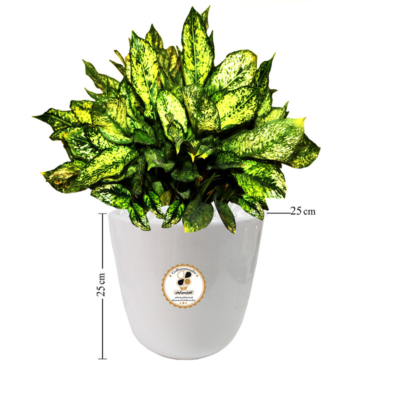 گیاه طبیعی آگلونما صدفی شرکت گلباران سبز گیلان مدل GN13-8L
