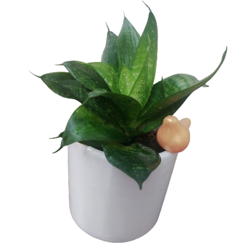 گیاه طبیعی سانسوریا مدل F-33 گیاه طبیعی سانسوریا مدل F-33