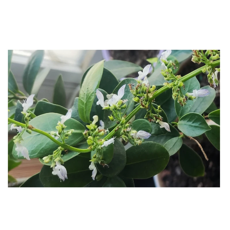 تابلو شاسی بکلیت طرح گل و برگ سبز مدل SH-s0100014