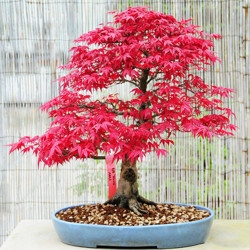 بذر بنسای افرا سانیا سید مدل M1 مجموعه 4 عددی