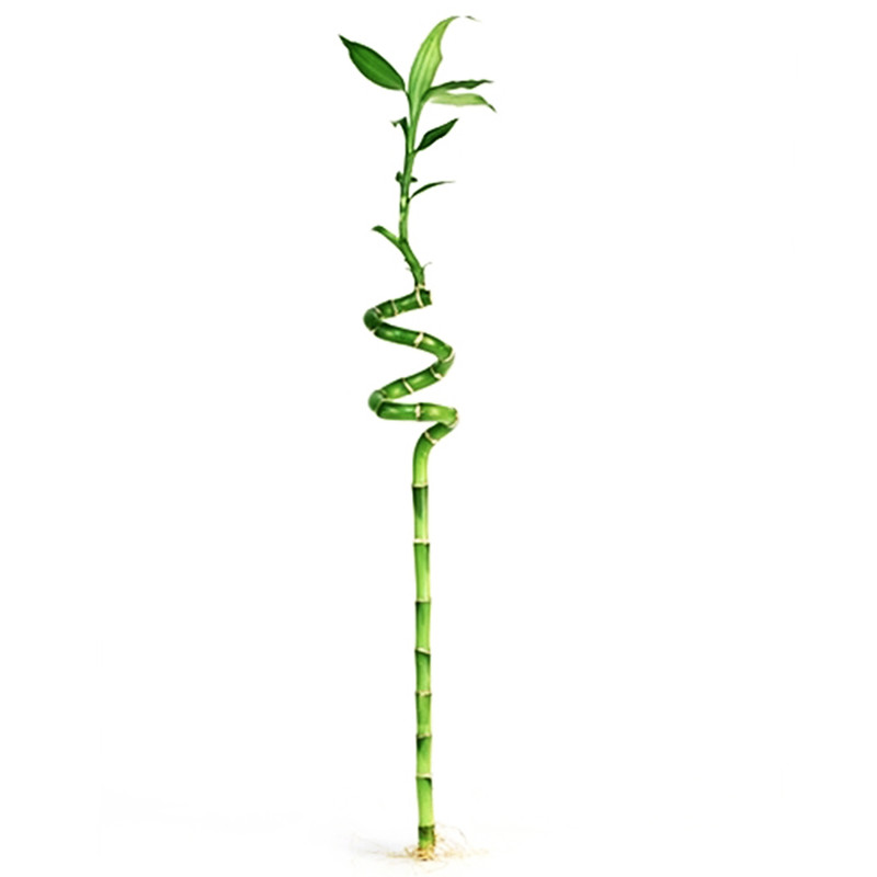 گیاه طبیعی بامبو کد GLGL