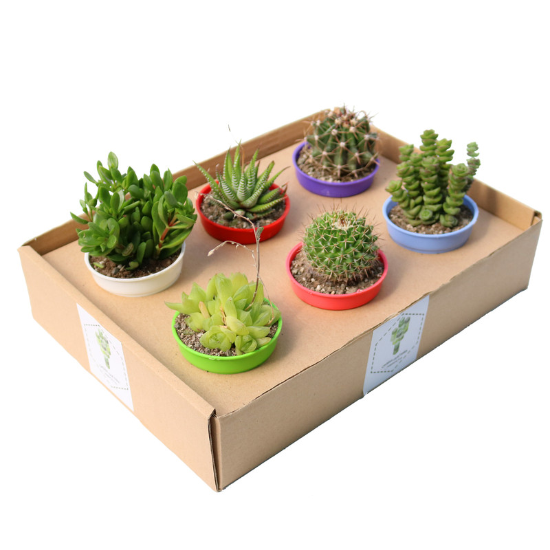 گیاه طبیعی کاکتوس و ساکولنت آیدین کاکتوس کد CB-050 مجموعه 6 عددی