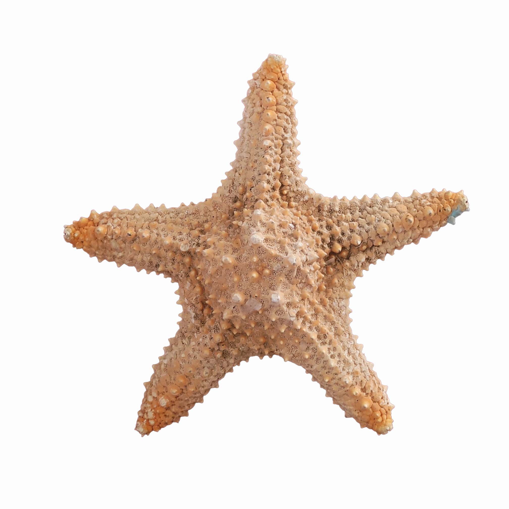 ستاره دریایی تزیینی مدل v3