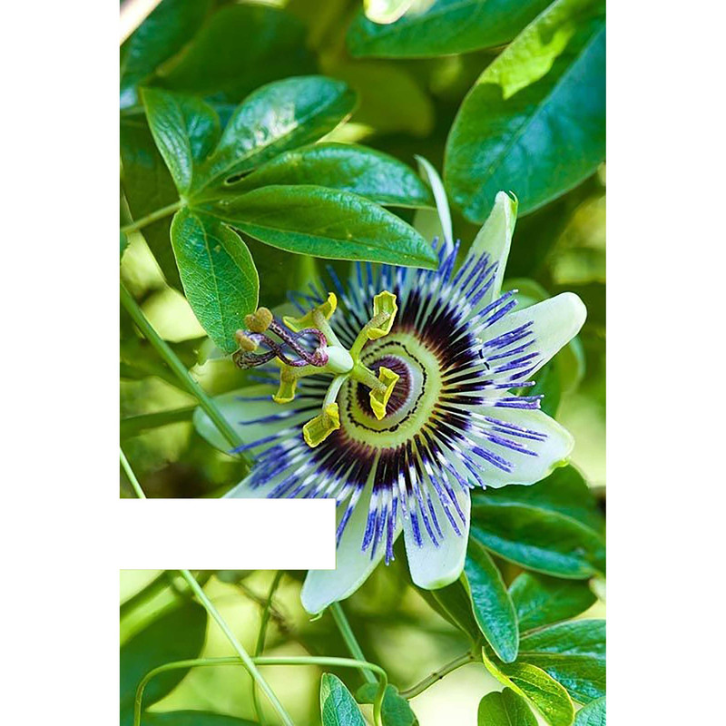 بذر گل ساعتی رونده آبی فصل سبز کد FSSEED-039