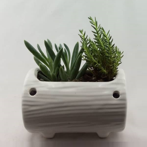 گیاه طبیعی کاکتوس مدل ساکولنت کد K001 گیاه طبیعی کاکتوس مدل ساکولنت کد K001