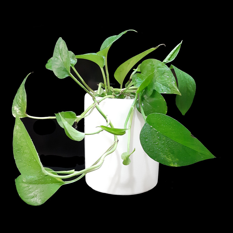 گلدان مدل 102