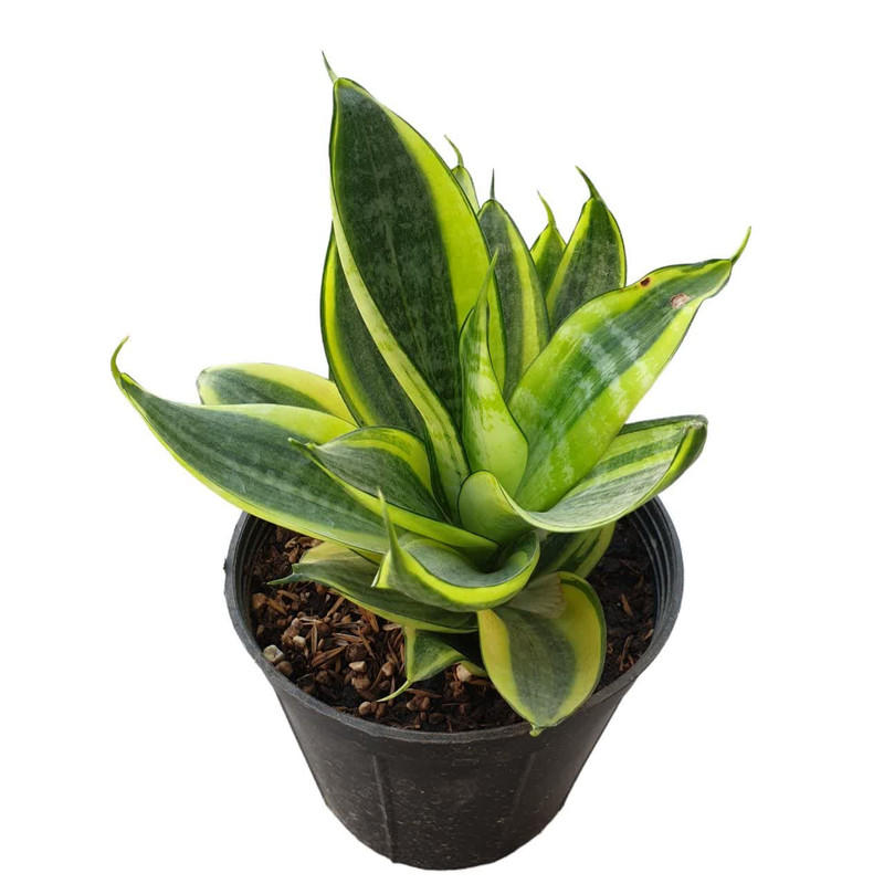 گیاه طبیعی سانسوریا هانی گلد کد 165 گیاه طبیعی سانسوریا هانی گلد کد 165