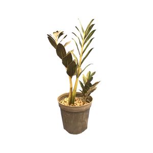 گیاه طبیعی کاکتوس زامفیلیا بلک مدل BLC-z1