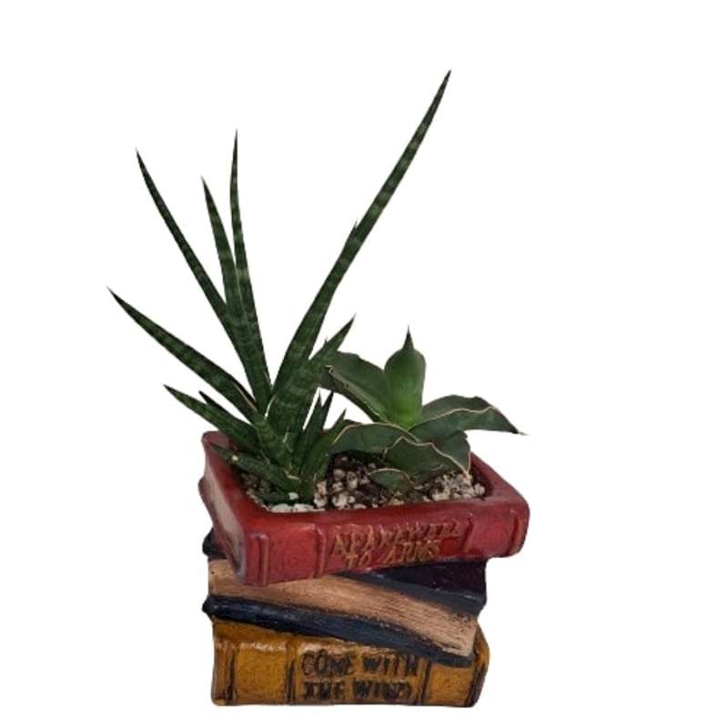 گل طبیعی سانسوریا مدل کتاب