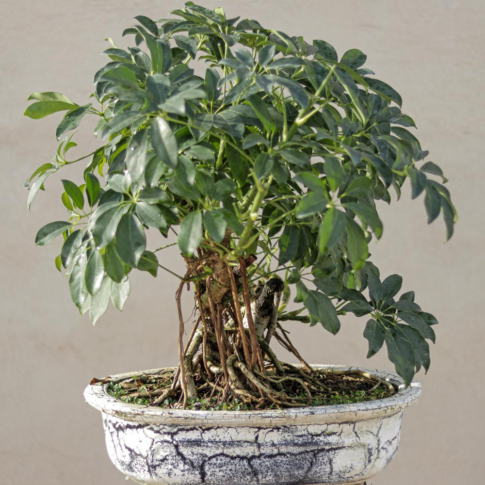 گیاه طبیعی بونسای شفلرا مدل کلکسیونی