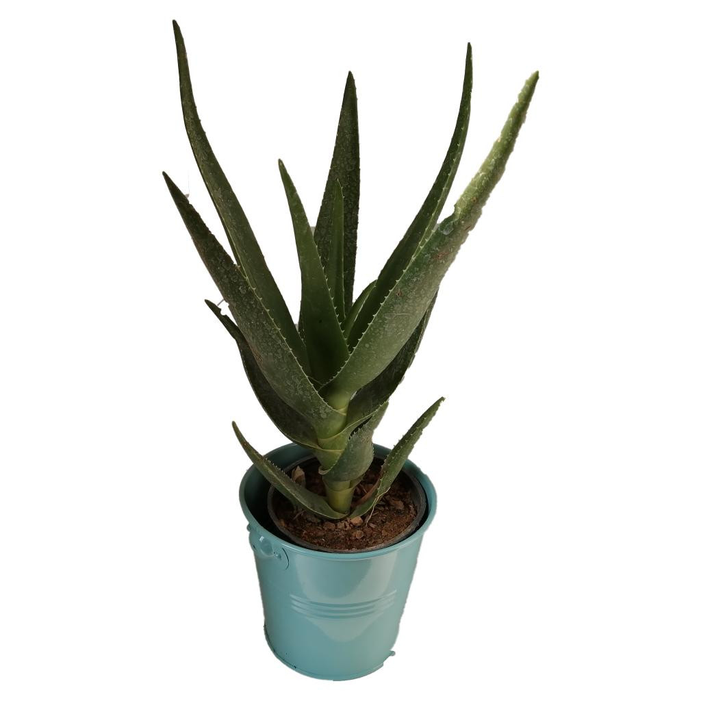 گیاه طبیعی آلوئه کد jf03