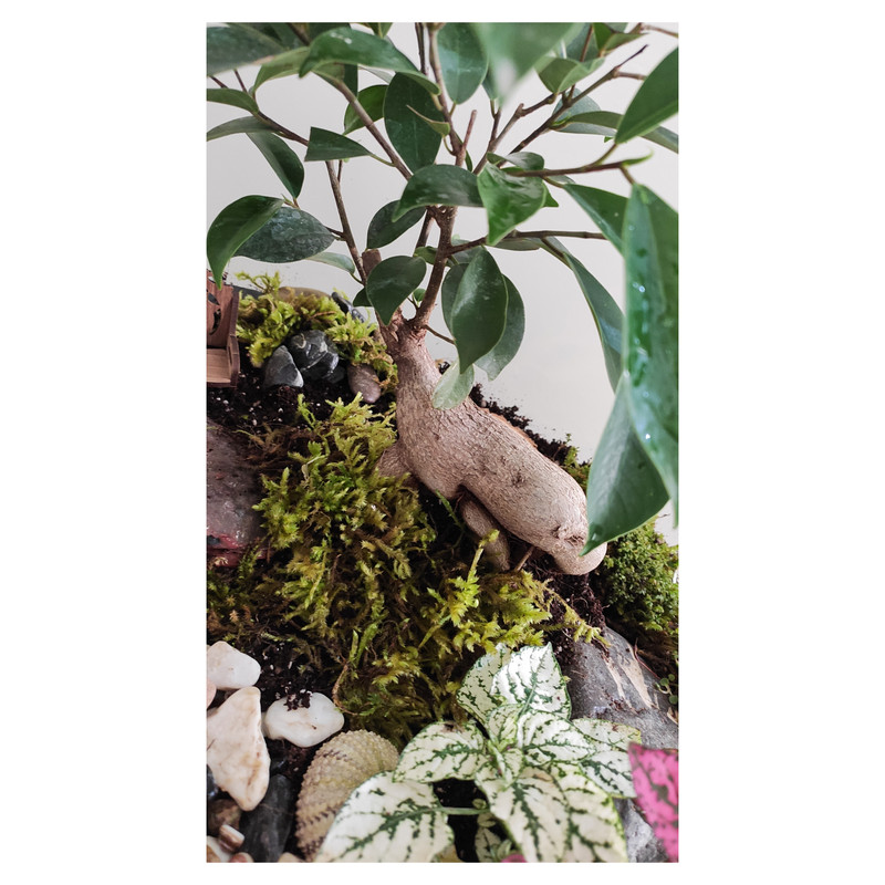 گیاه طبیعی تراریوم کد TRM-tngB گیاه طبیعی تراریوم کد TRM-tngB