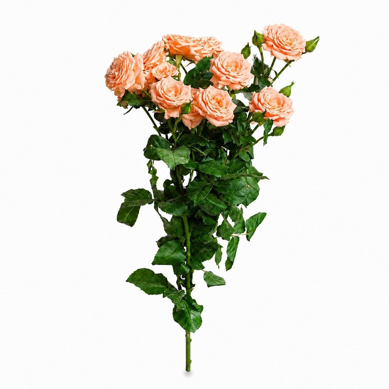 شاخه گل رز طبیعی مدل مینیاتوری گلبهی بسته پنج عددی